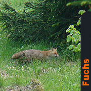 Fuchs